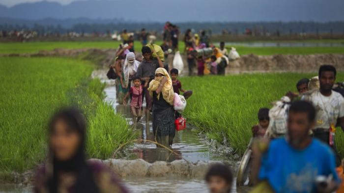 Rohingya walk through rice fields after fleeing across the border from Myanmar to Bangladesh near Teknaf, September 1, 2017.