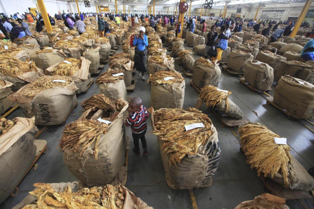 Un enfant se promène parmi des balles de tabac dans une salle de ventes à Harare, au Zimbabwe.