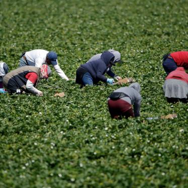 Farmworkers, considered essential workers under the current Covid-19 pandemic guidelines, work a strawberry field in Santa Paula, California, April 15, 2020. 