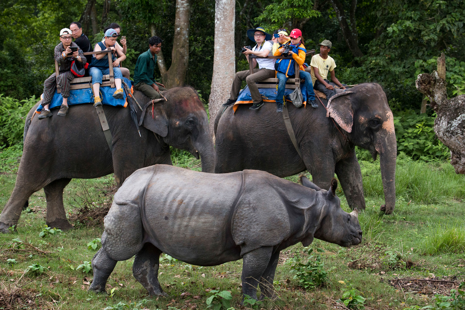 Tourists on an elephant safari in Chitwan National Park in southern Nepal watch an Indian one-horned rhino, July 2016. 