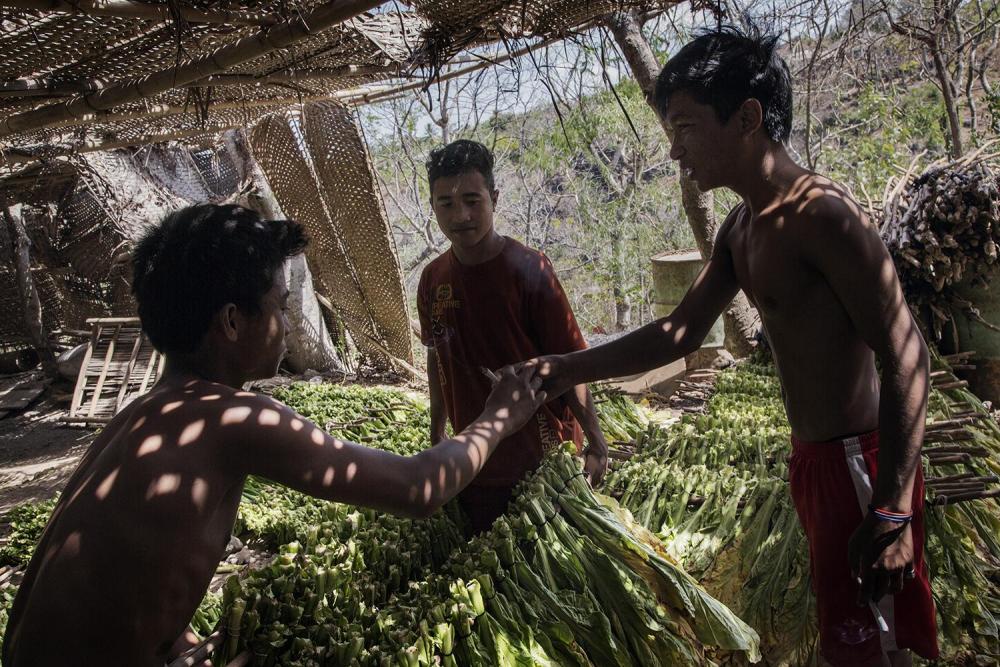 Pekerja anak bersiap mengangkat tongkat memuat daun tembakau ke gudang pengeringan, dekat Lombok Timur, Nusa Tenggara Barat.  