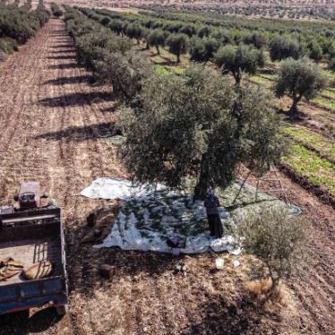 Syrian farmers harvest olives in Idlib, Syria on November 21, 2020. Despite the negative effects of fertilization, tree pruning and transportation costs as well as the increase in fuel prices, farmers started to harvest olives, their main source of their income. The land pictured is not representative of the cases investigated by Human Rights Watch.