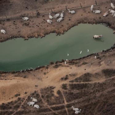 An aerial view shows cattle on a deforested plot of the Amazon near Porto Velho, Rondonia State, Brazil.